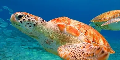 UTV & Snorkeling Tour