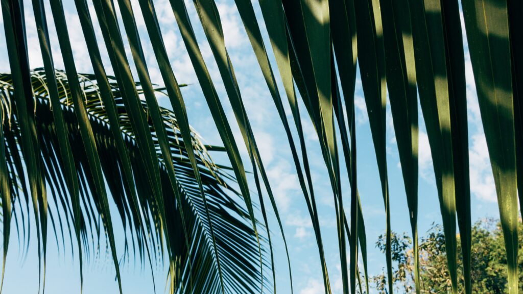 organic daytime vibe